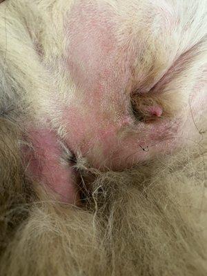 Montgomery Animal Hospital