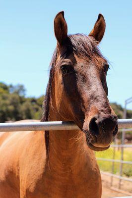 American Legend Mustang