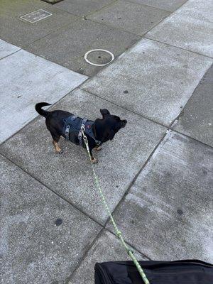 Presidio Way Veterinary Hospital