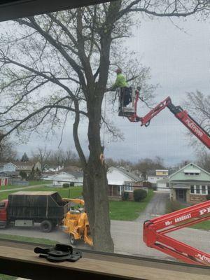 Woodchuck Tree Service