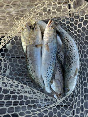Speckled Trout