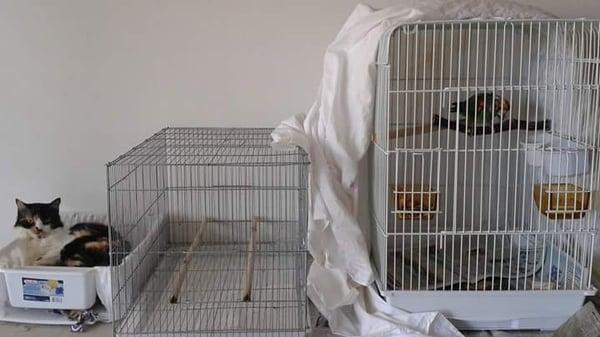 Aloha Hawaiian Parrot Association