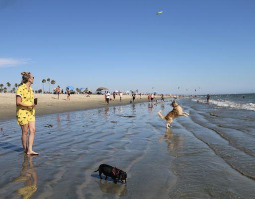 Rosie's Dog Beach