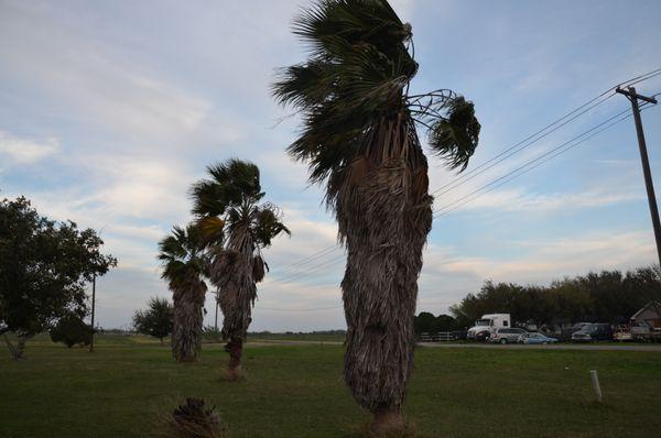 Gordillo Tree Services and Landscaping