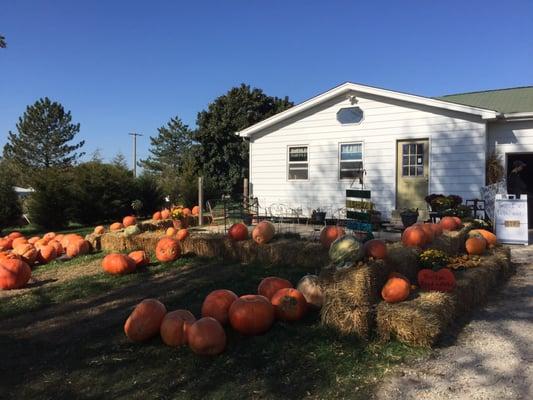 The great MF pumpkins