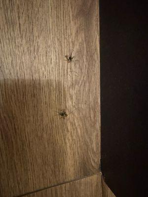 Dead bugs everywhere