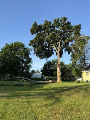 Spartan Tree and Landscape