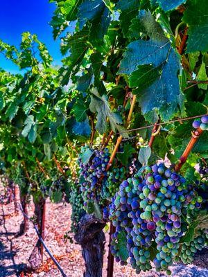 Michele Smith - Exp Realty