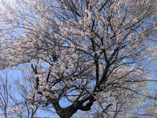 Blossoming Cherry Mental Health Counseling Services PC