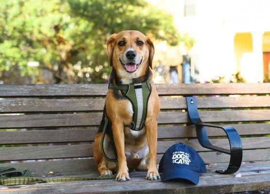 Calling All Dogs And Cats