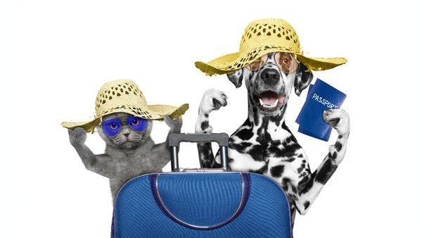 Dog Cat travel services Los Angeles. Pet and animal relocation experts.