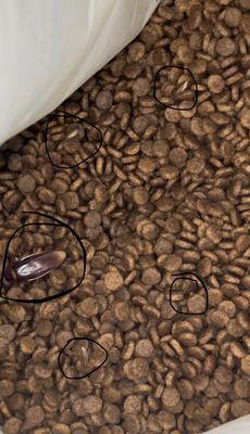 A Very Important Pet