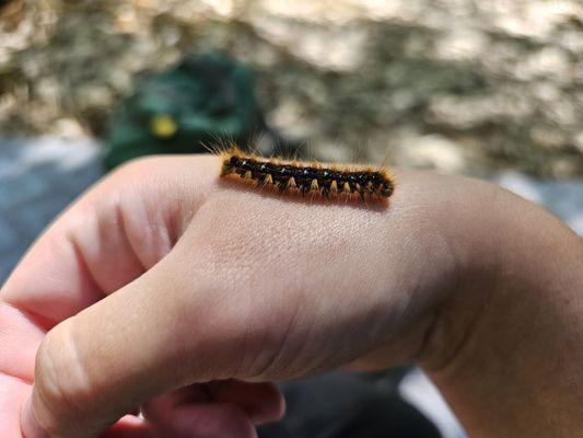 Tent caterpillar