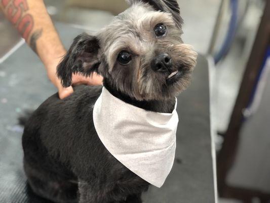 The Wizard of Pawz Pet Parlor