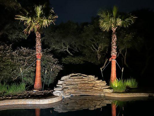 Two beautiful palm trees from Moon Valley Nurseries