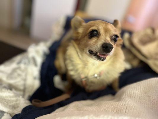 This is Chico, Jeans Pet Dog at our care center!