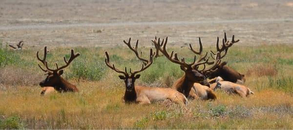 Preserved elks on smoke break.