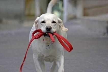 Paws and Play of Williamsburg