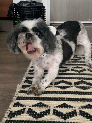 D'luxe Dog Pet Concierge & Boutique