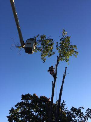 Nardone Tree Service