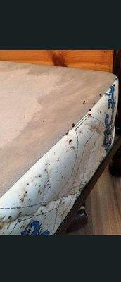 Chosewood Pest Control