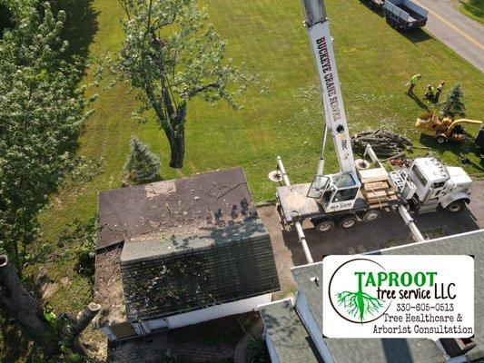Taproot Tree Service