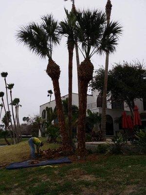 Miguel Lawn Care Service - Palm Tree Trimming