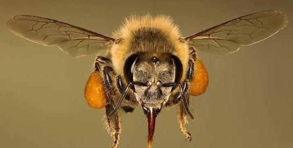 Panama City Honey Company