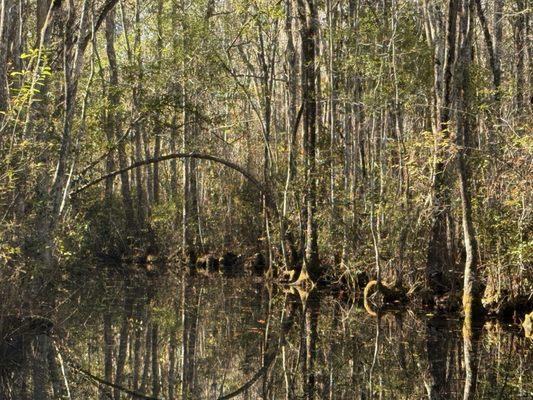 Okefenokee Swamp Park