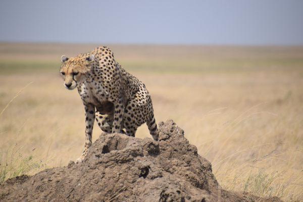 Agama Tours and Safaris