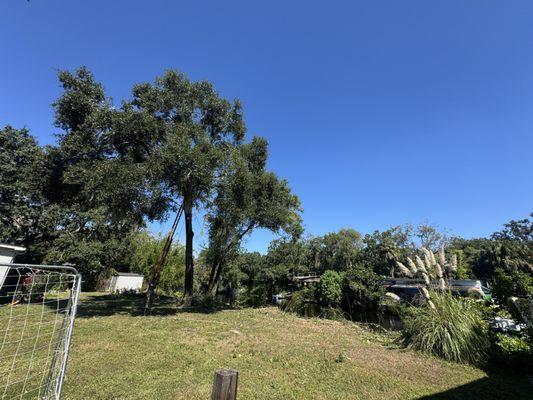 Buccaneer Tree Service