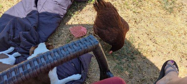 Newbury Park Veterinary Clinic