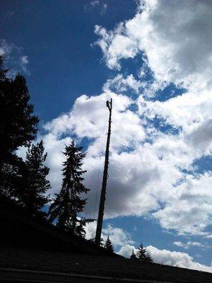 Arbor Dedicated Tree Experts