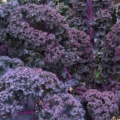 Purple Kale