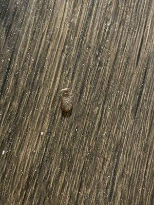 cockroach casing found behind fridge and other area in apartment