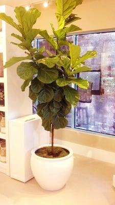 Ficus Lyrata Tree