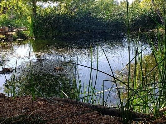 Pupfish Pond Hiking Trail