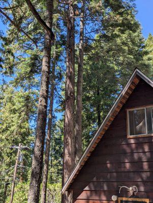 Tree limbs trimmed away from the structure. Beautiful work for a very fair price.