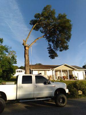 Perfect Cut Lawn & Tree