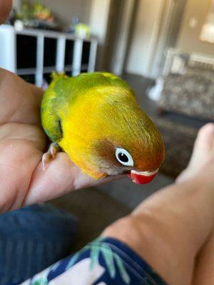 My new Fisher love bird. So gentle and beautiful