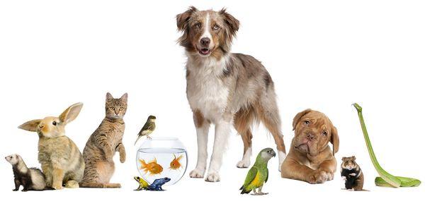 Michelle's Dog Walking & Pet Services