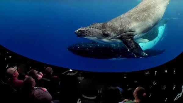 Experience magical encounters with the gentle giants of the ocean like humpback whales