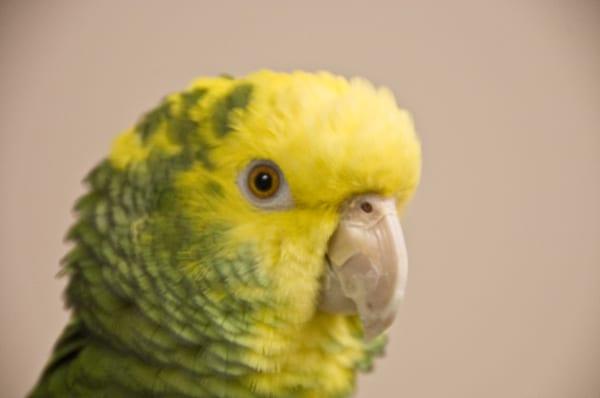 Brecksville Florist & Gifts