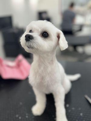 Sarah's Groomingdale's Pet Salon