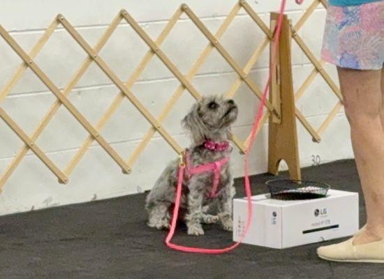 Indian River Dog Training Club