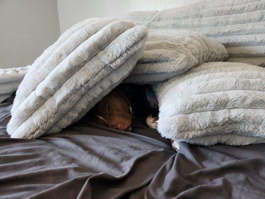 Zack's Pack - Wags & Walks