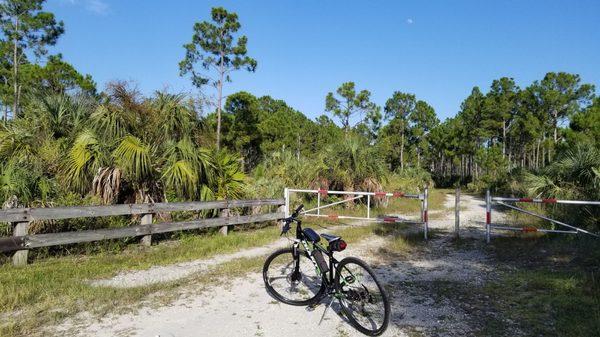 Rockdale Pineland Preserve