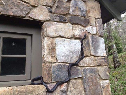 Pest Wildlife Removal Waukesha