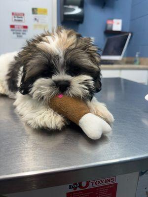 Port Isabel Animal Clinic