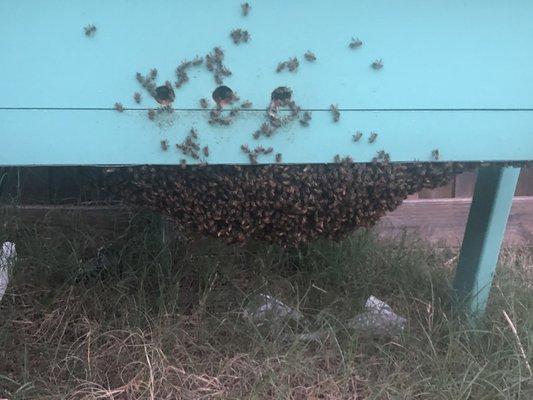 Honey Bee Rescue